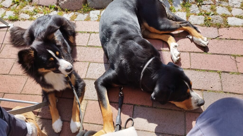 Ostseekoeter Hundetraining
