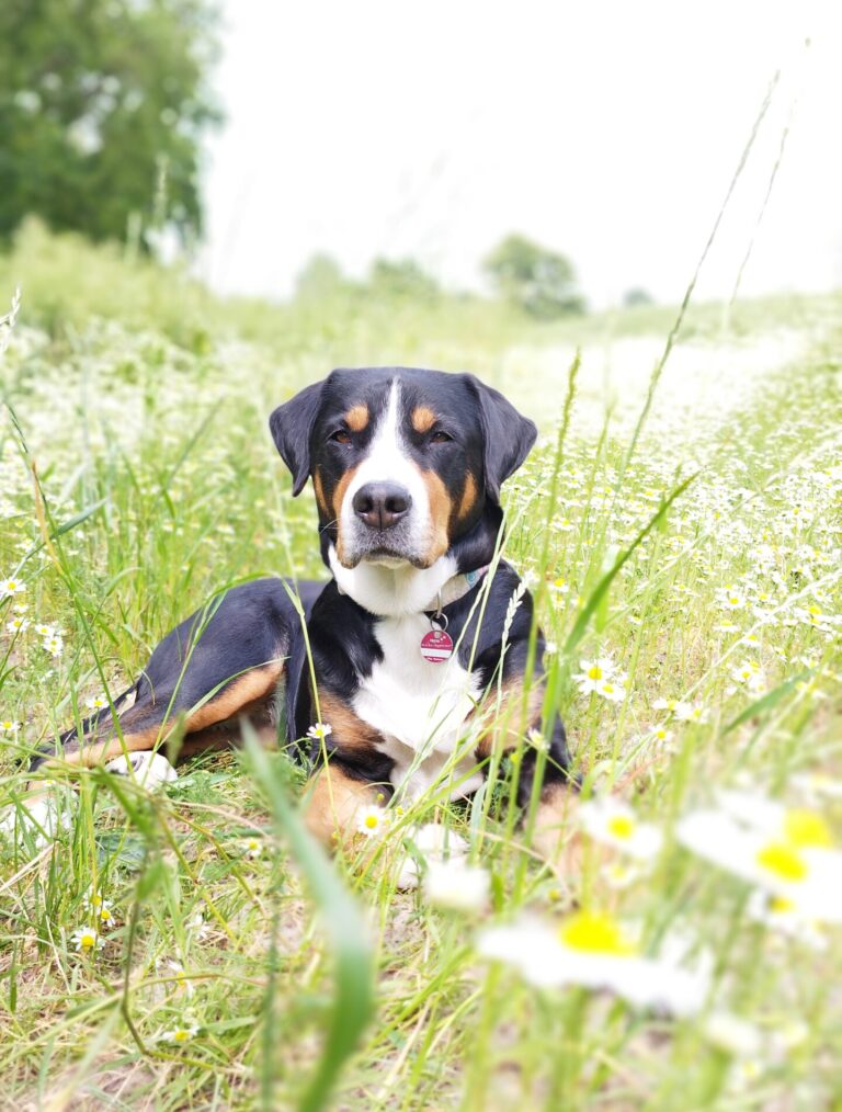 Ostseekoeter Hundausbildung Hundetraining